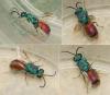 Chrysis analis
